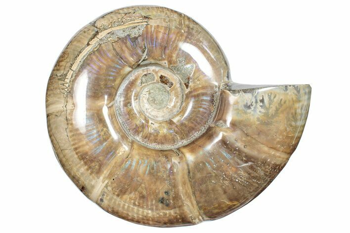 Polished Ammonite (Argonauticeras) Fossil - Iridescent Shell #246205